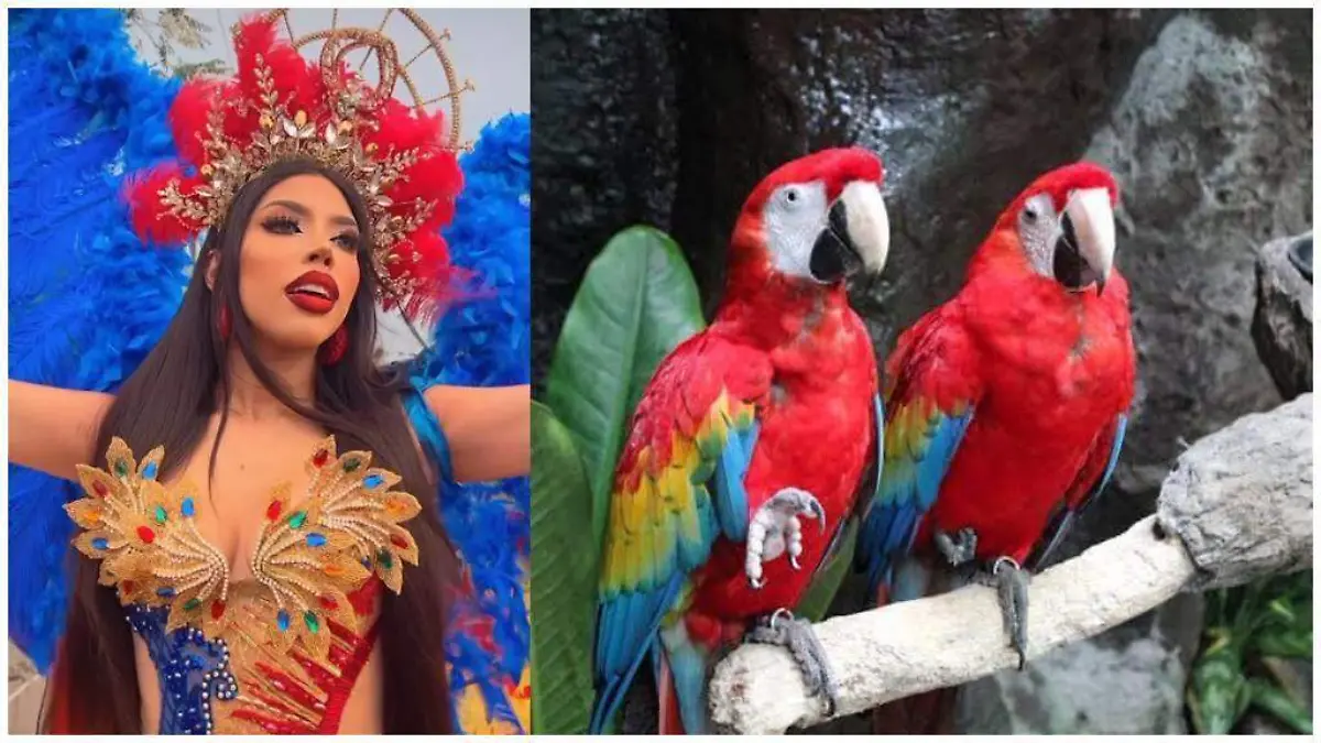 Vestido de Yeri Mua en homenaje a las guacamayas del Acuario de Veracruz